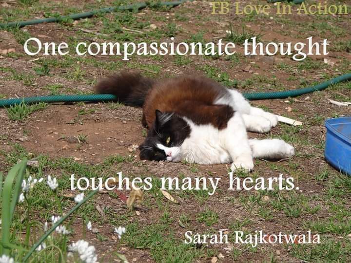 One Compassionate Thought Touches Many Hearts